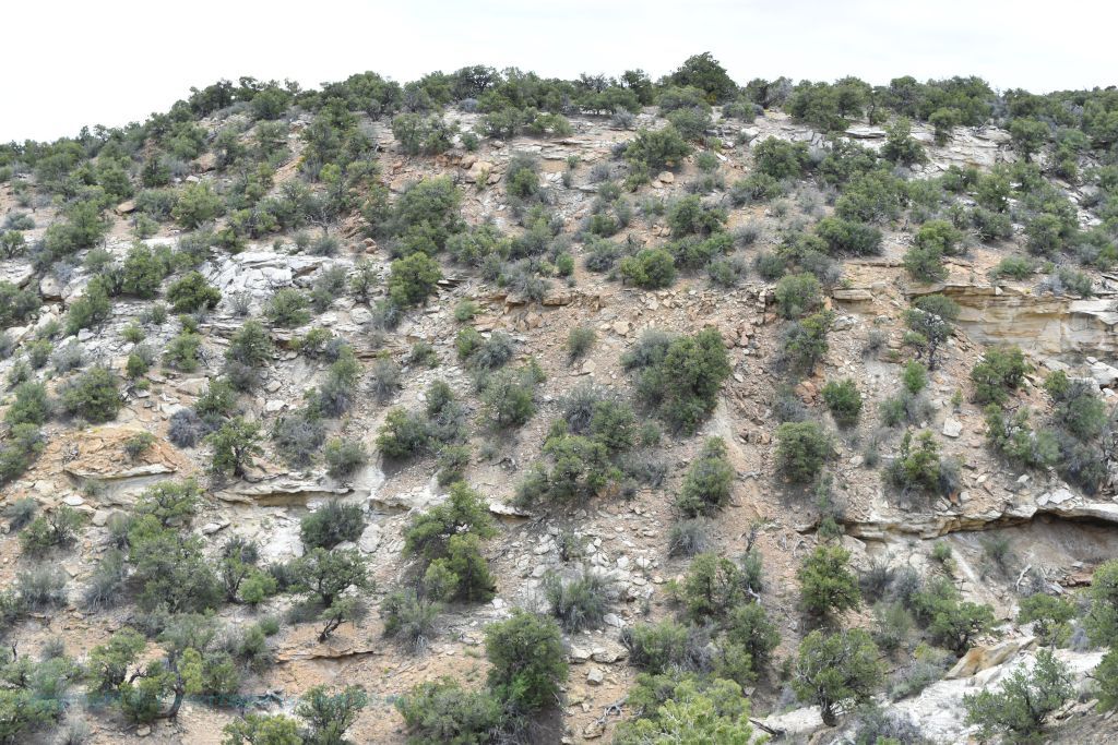 Pnion Pine covered sandstone hills showing degradation of the cliffside